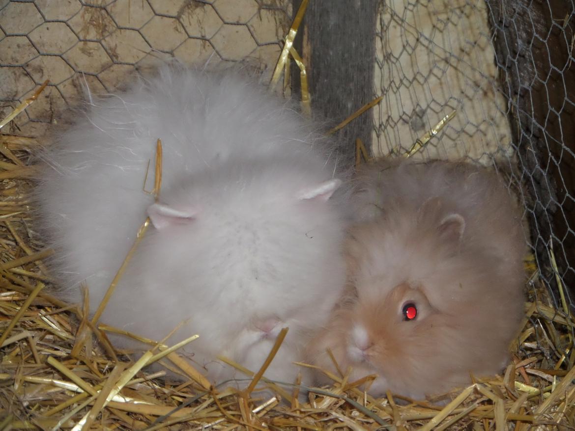 Kanin Grays von den Teddyranch. 23/4 - 13 juli 2014 billede 7