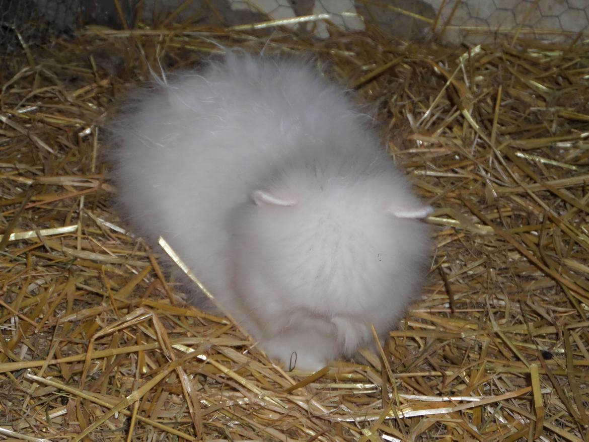 Kanin Grays von den Teddyranch. 23/4 - 13 juli 2014 billede 9