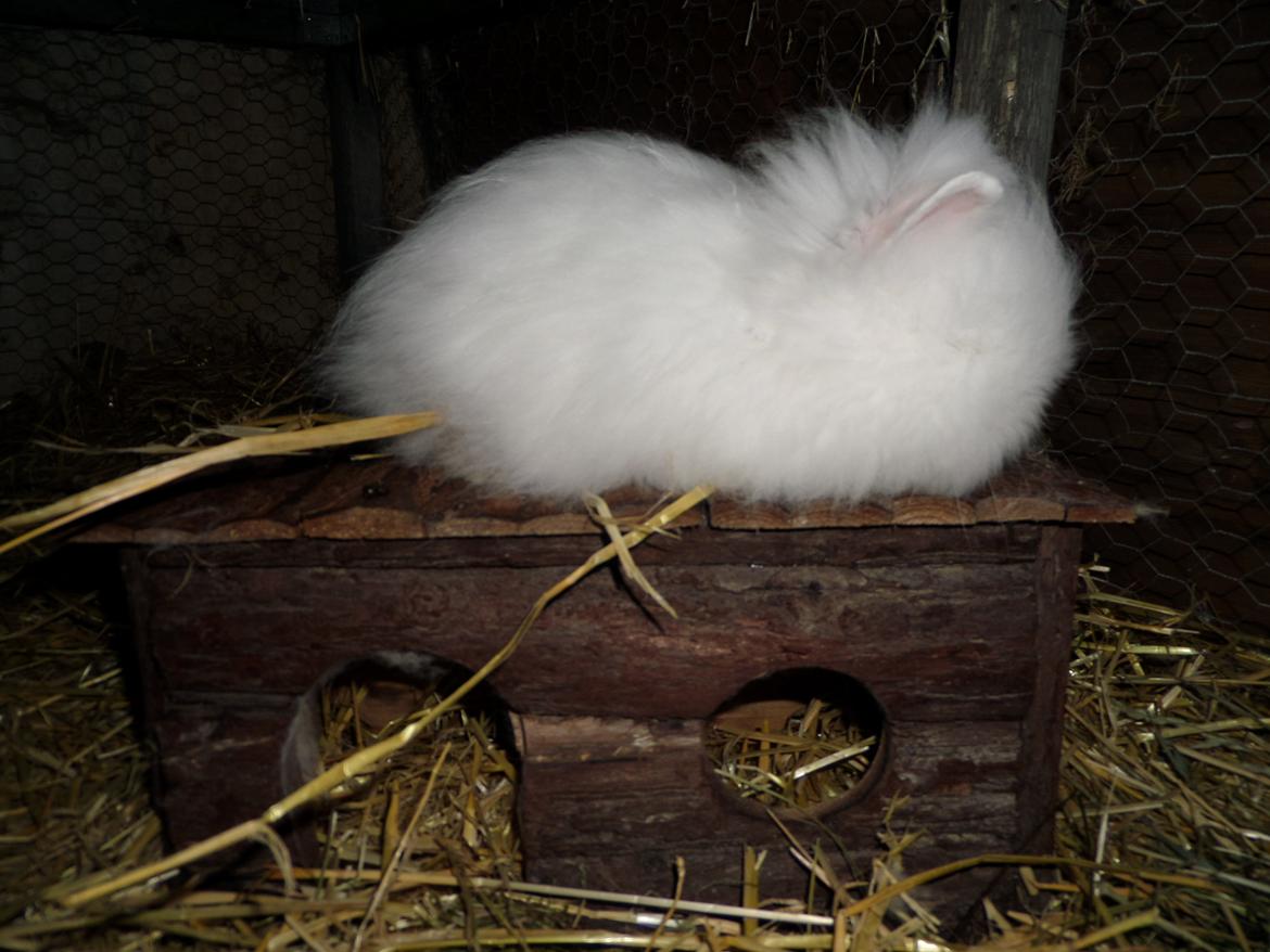 Kanin Grays von den Teddyranch. 23/4 - 13 juli 2014 billede 14