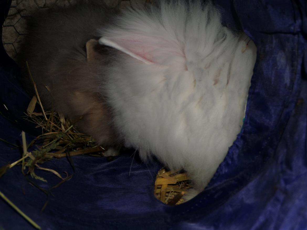 Kanin Grays von den Teddyranch. 23/4 - 13 juli 2014 billede 16