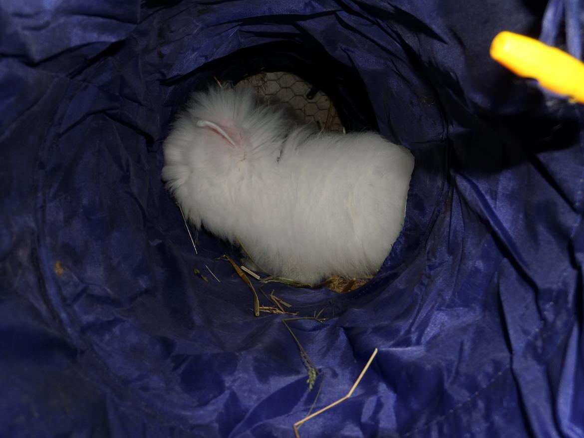 Kanin Grays von den Teddyranch. 23/4 - 13 juli 2014 billede 18