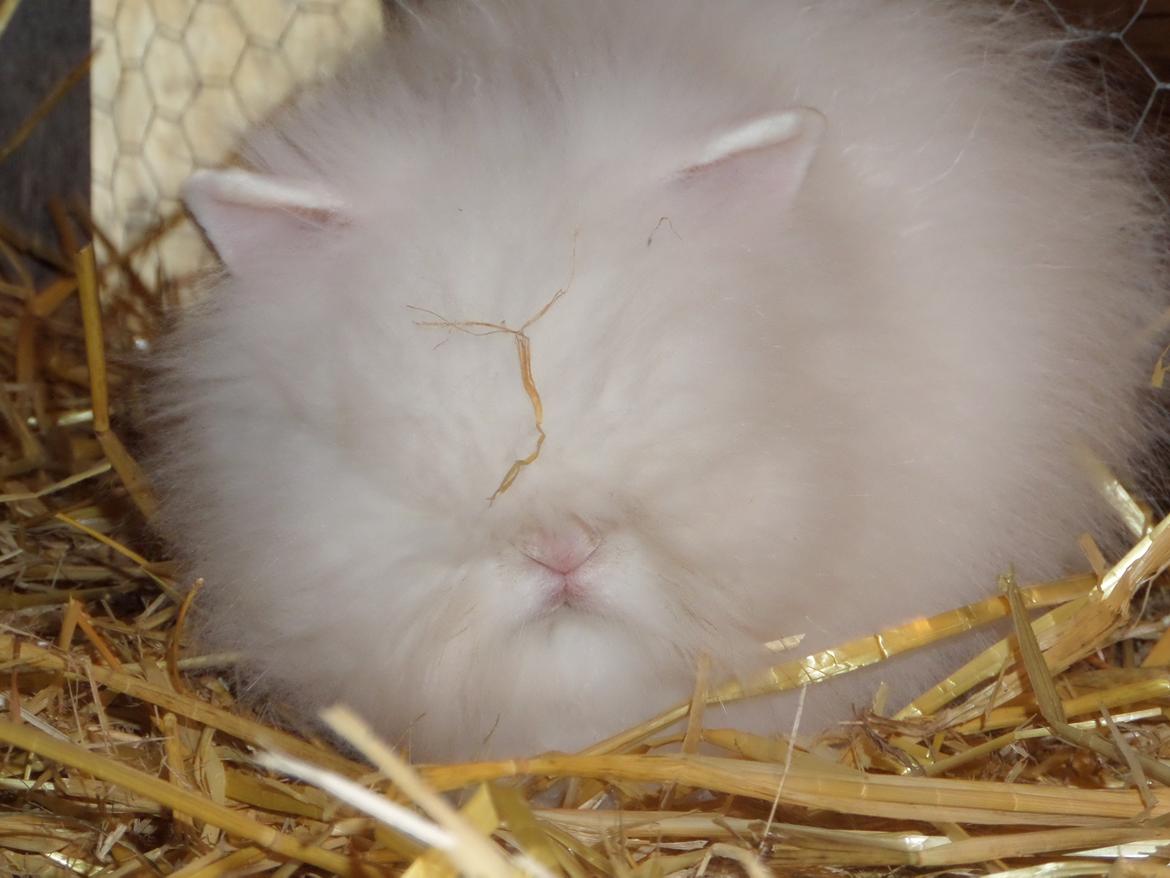 Kanin Grays von den Teddyranch. 23/4 - 13 juli 2014 billede 19