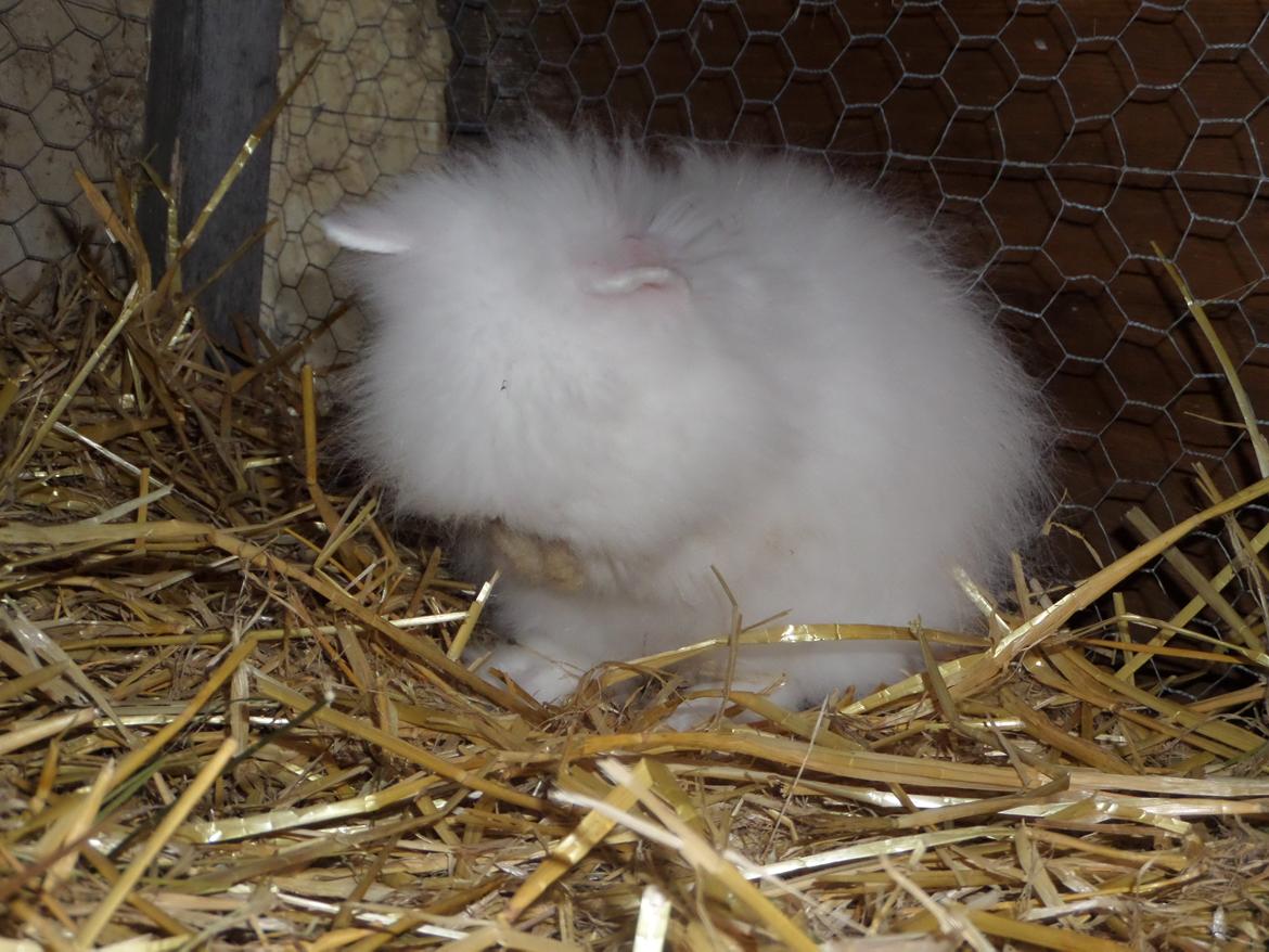 Kanin Grays von den Teddyranch. 23/4 - 13 juli 2014 billede 21