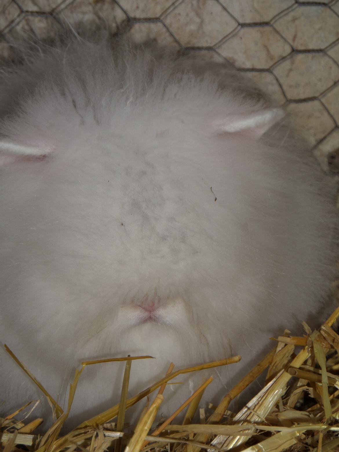 Kanin Grays von den Teddyranch. 23/4 billede 13