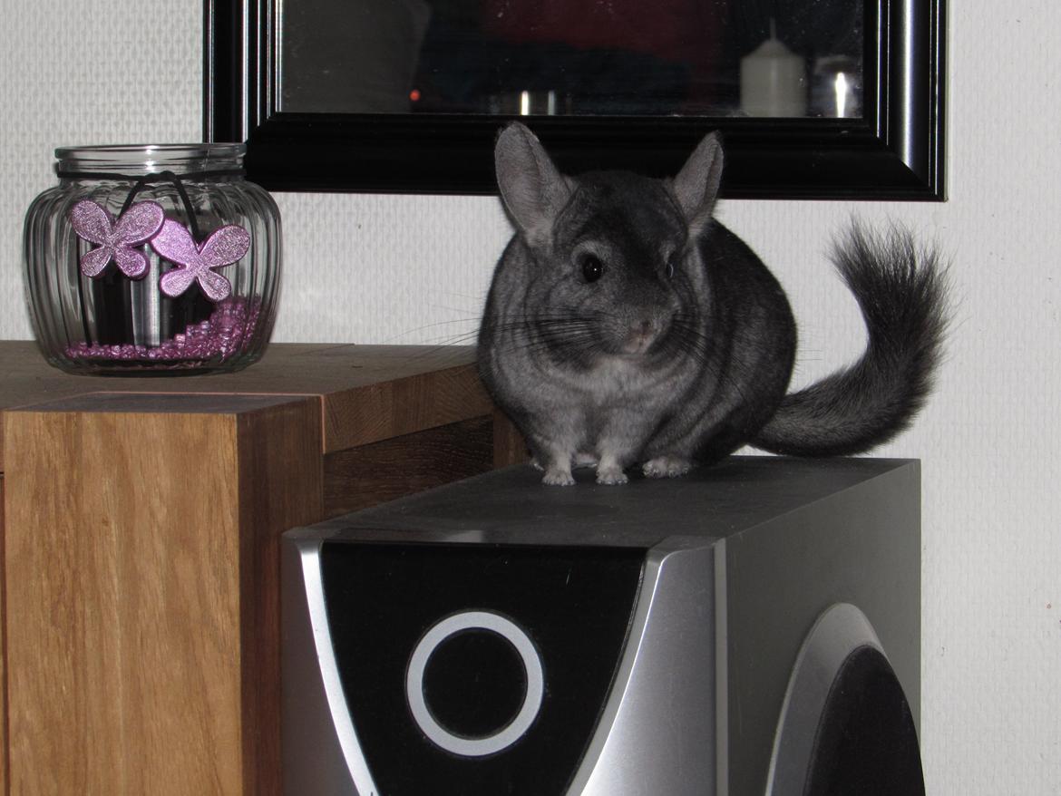 Chinchilla Ninja billede 1