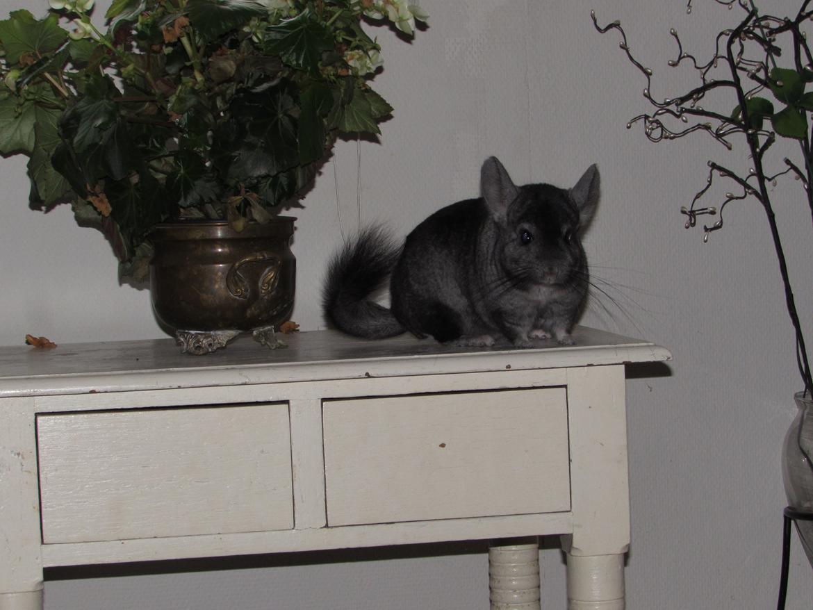 Chinchilla Ninja billede 6