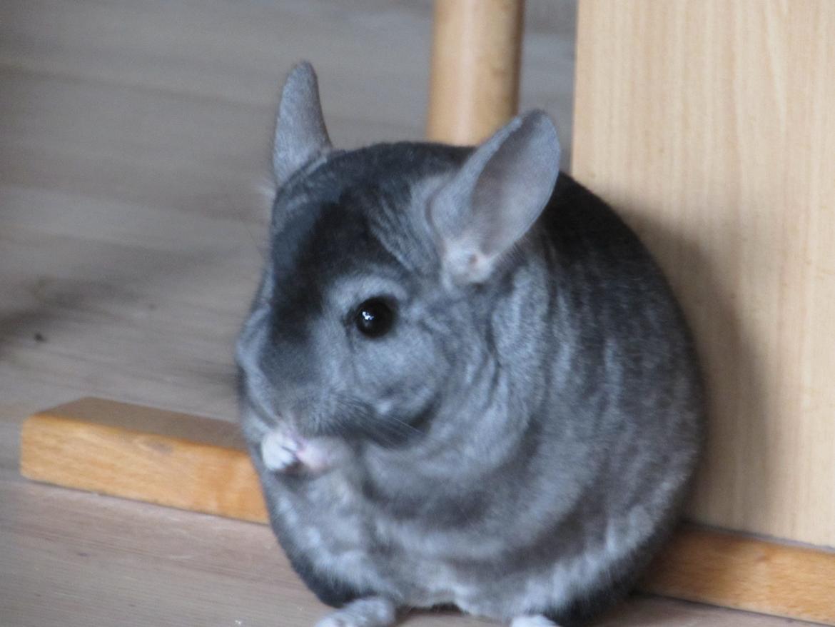 Chinchilla Ninja billede 3