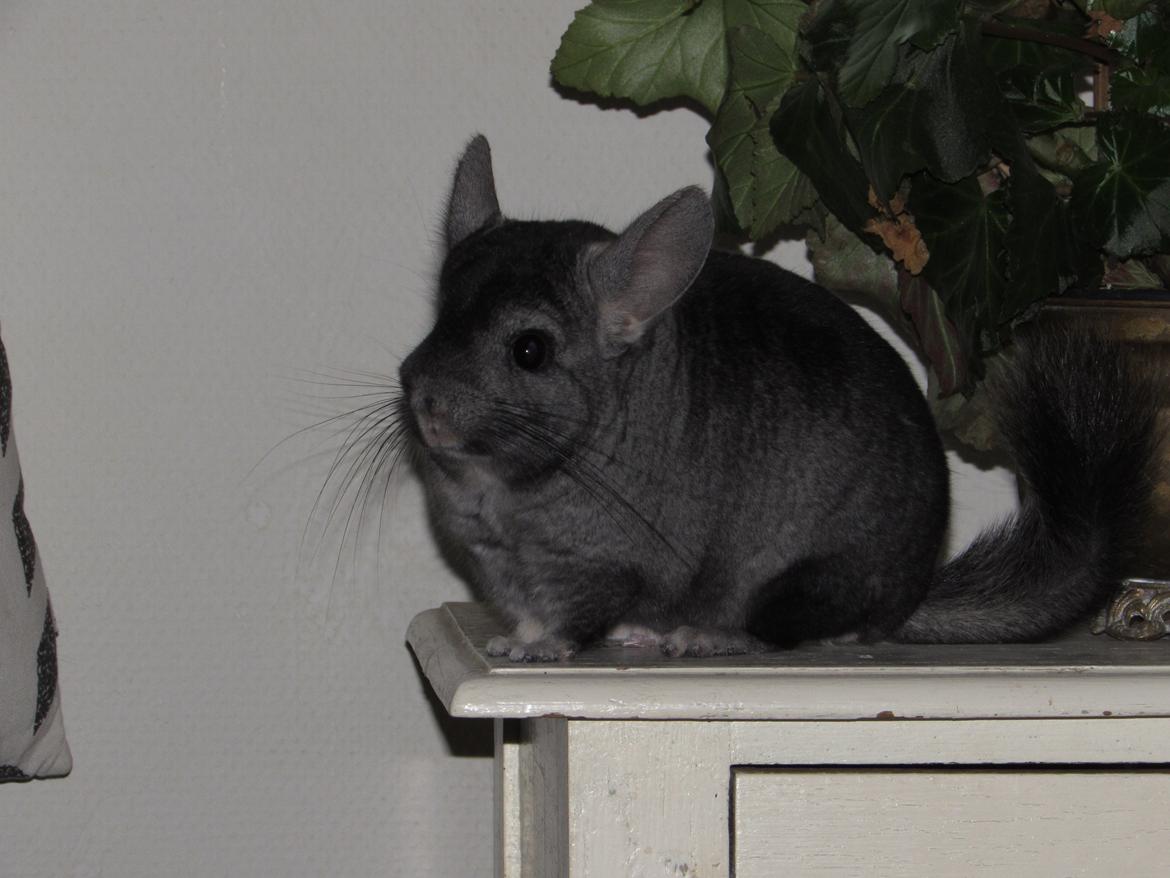 Chinchilla Ninja billede 7