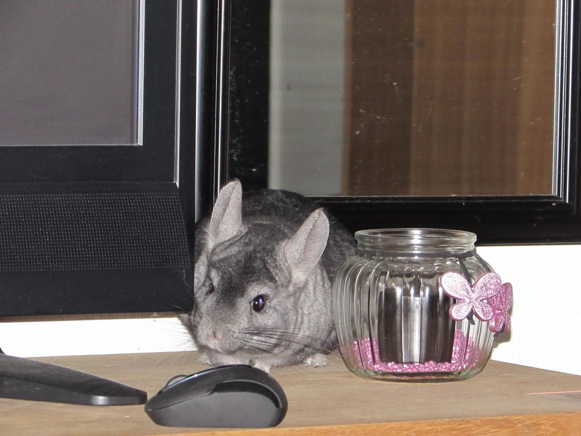 Chinchilla Ninja billede 10