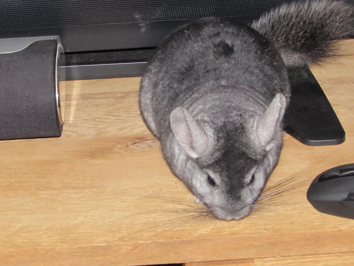 Chinchilla Ninja billede 11