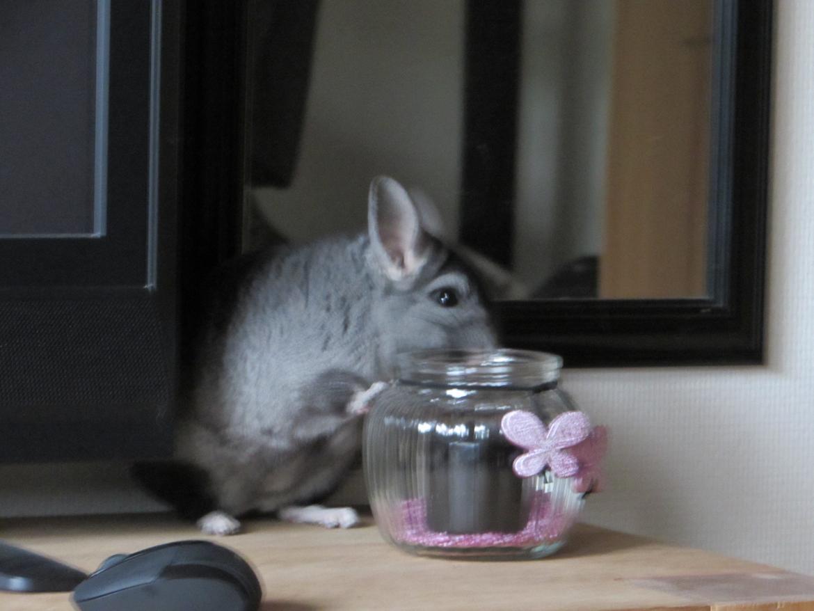 Chinchilla Ninja billede 9