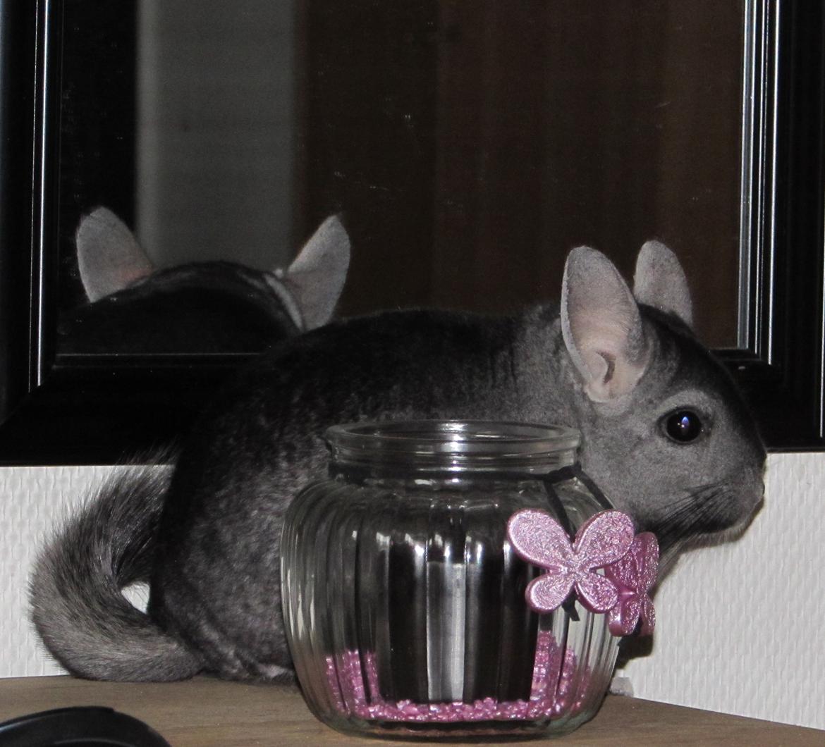 Chinchilla Ninja billede 2