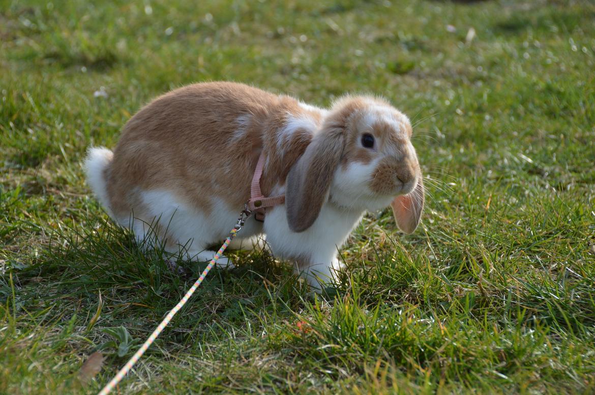 Kanin Hønsehusets Bibi Bine billede 6