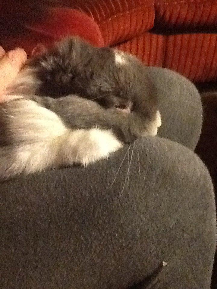 Kanin Nusse billede 1