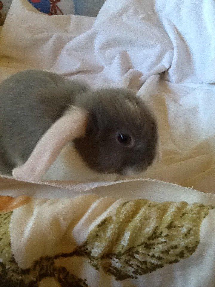 Kanin Nusse billede 2