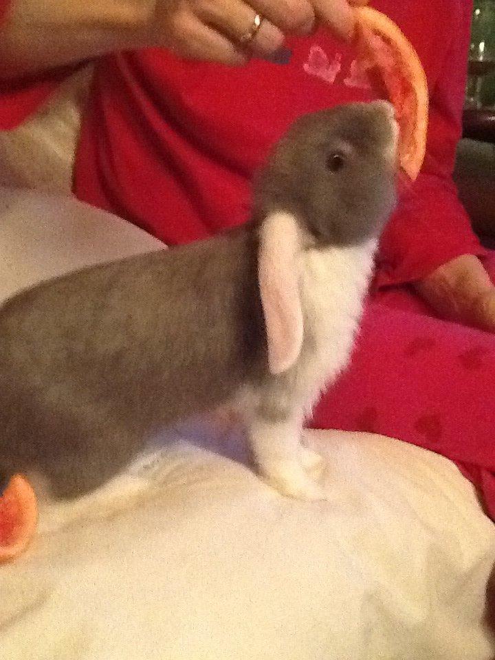 Kanin Nusse billede 3