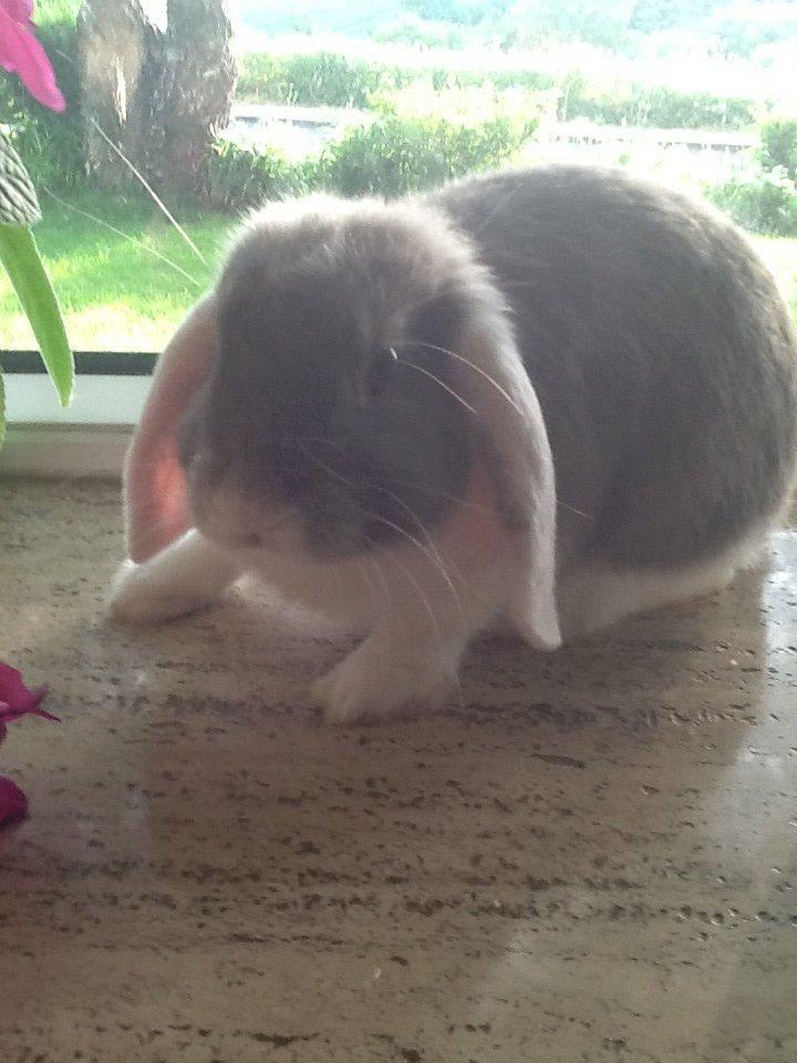 Kanin Nusse billede 4