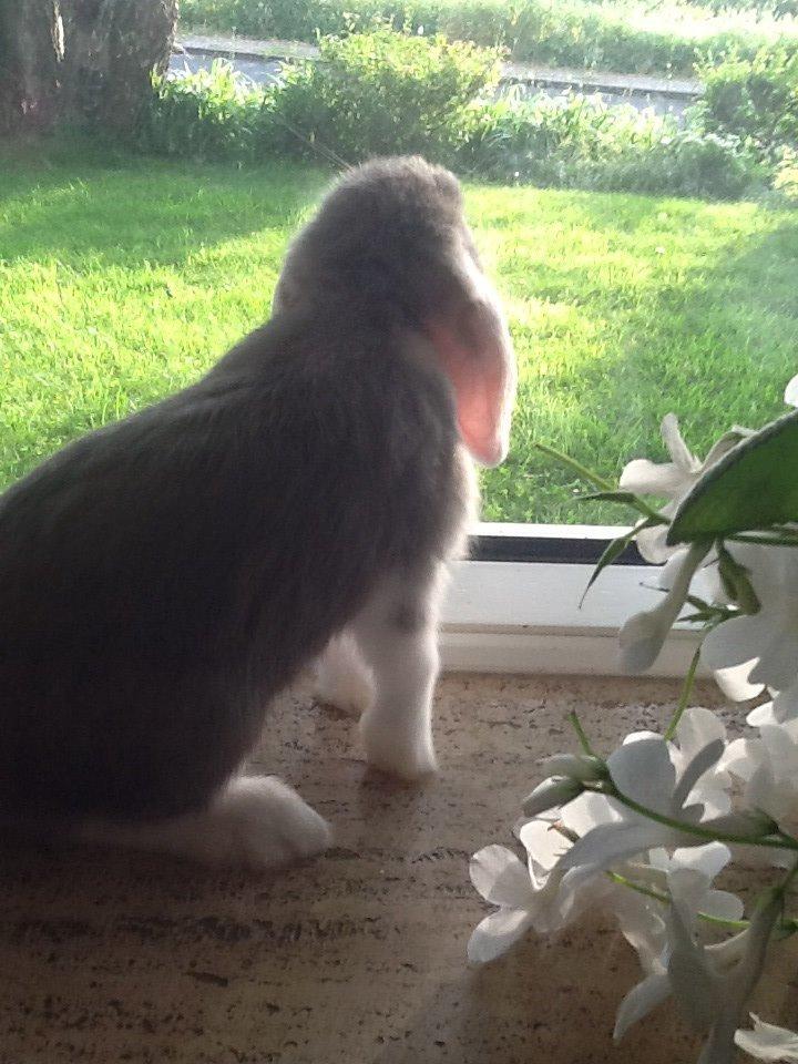 Kanin Nusse billede 5