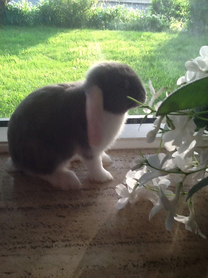 Kanin Nusse billede 6