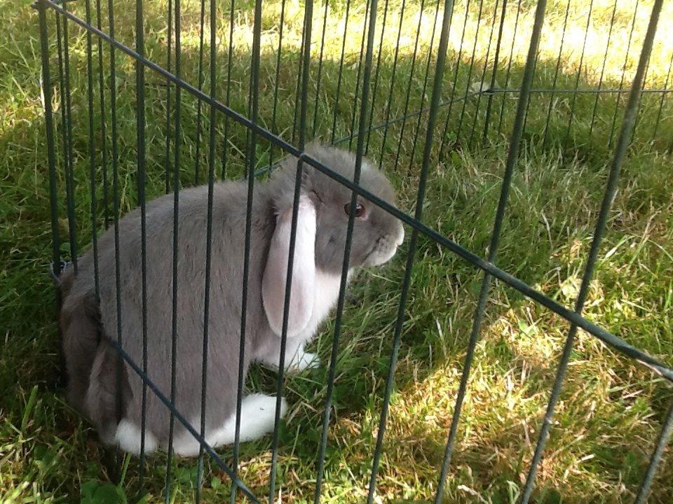 Kanin Nusse billede 7