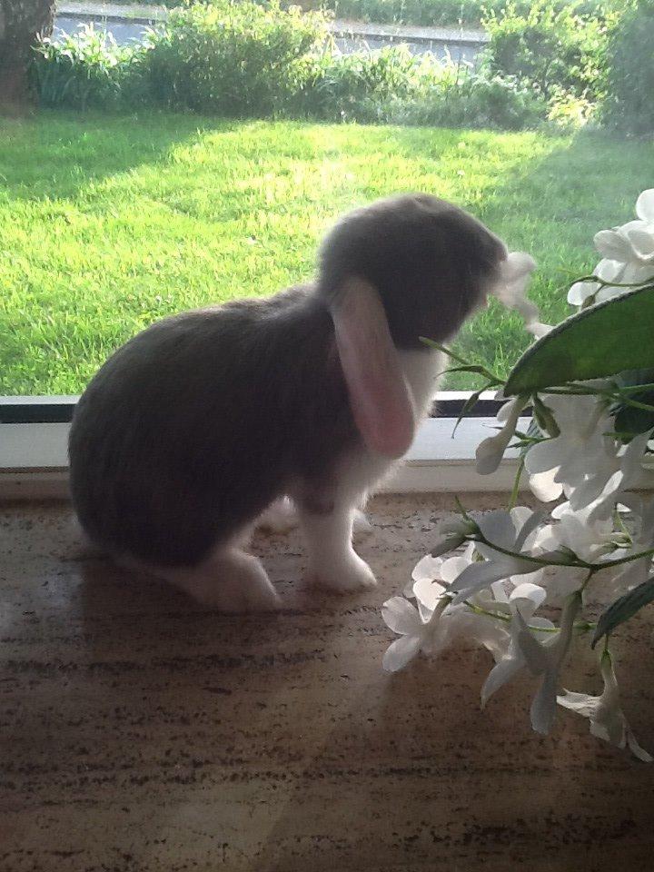 Kanin Nusse billede 8