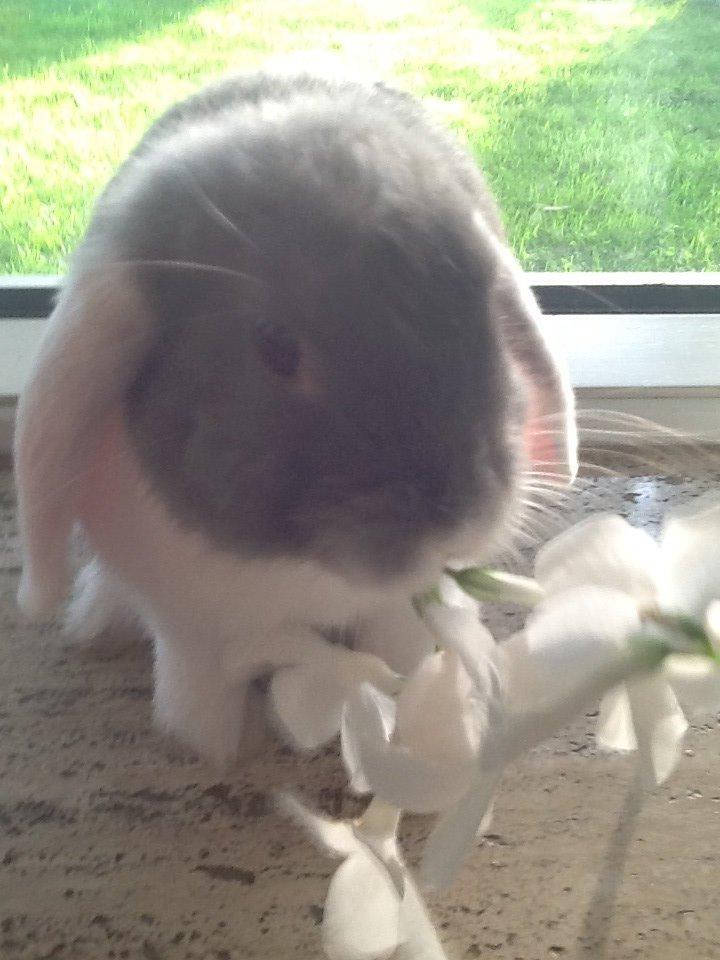 Kanin Nusse billede 9