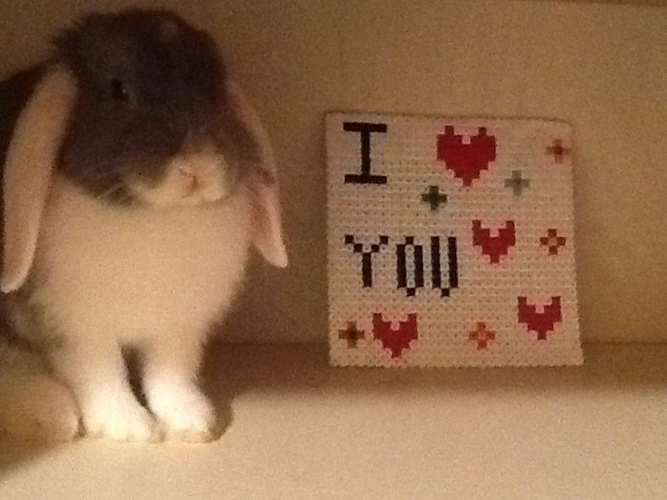 Kanin Nusse billede 10