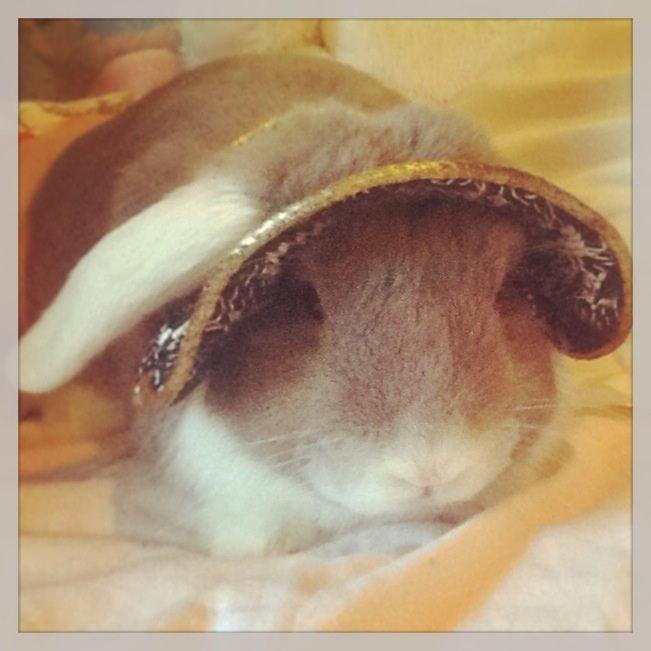 Kanin Nusse billede 11