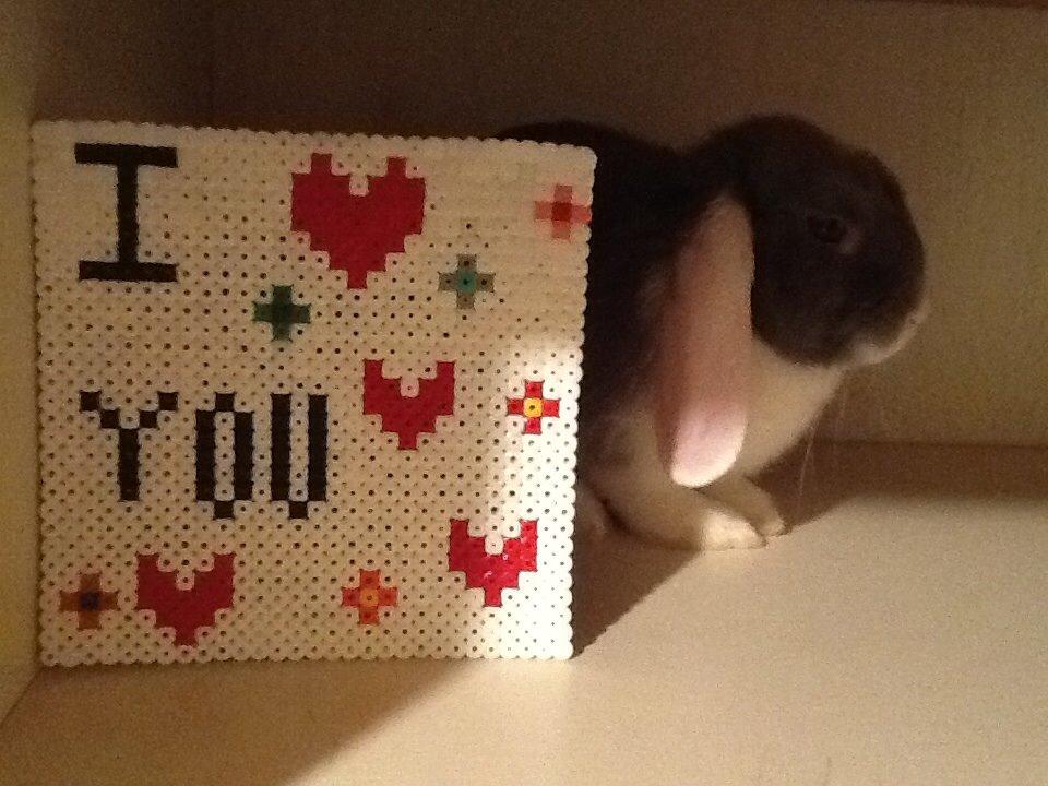 Kanin Nusse billede 12