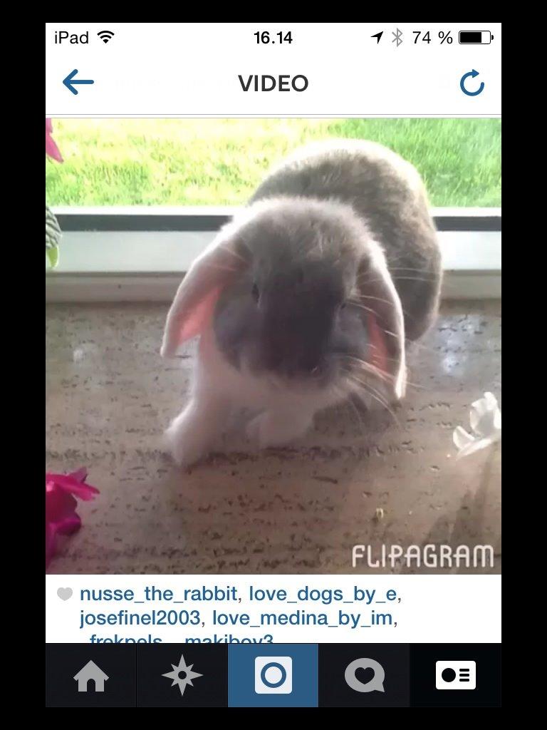 Kanin Nusse billede 13