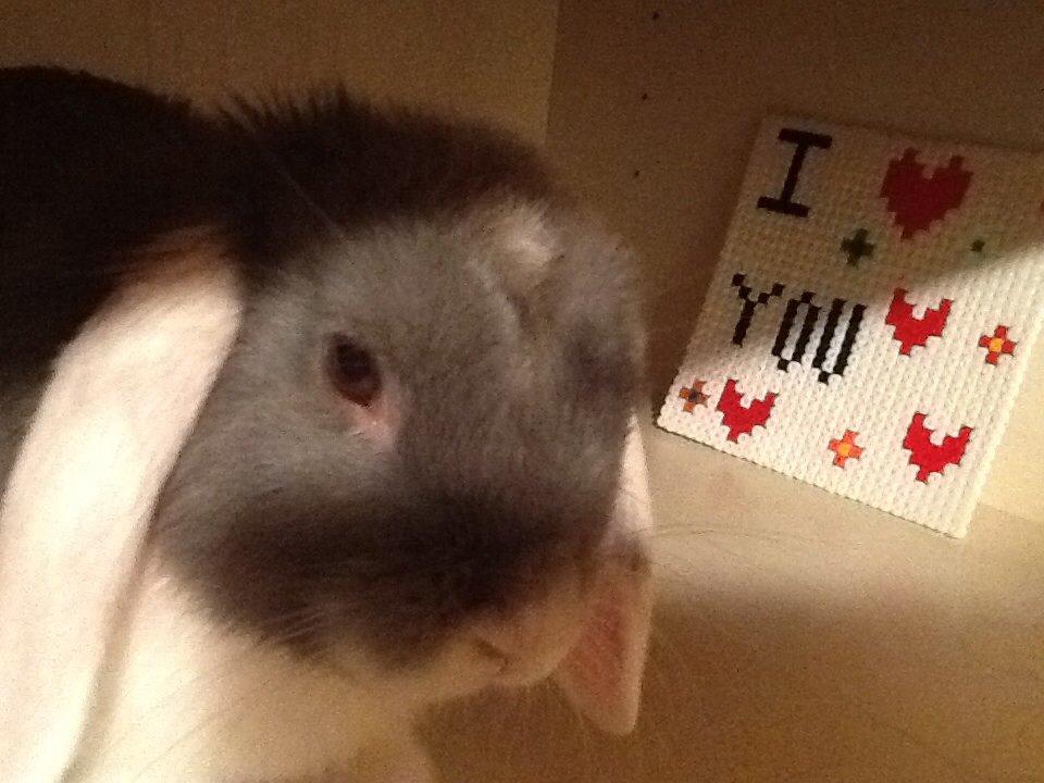 Kanin Nusse billede 15