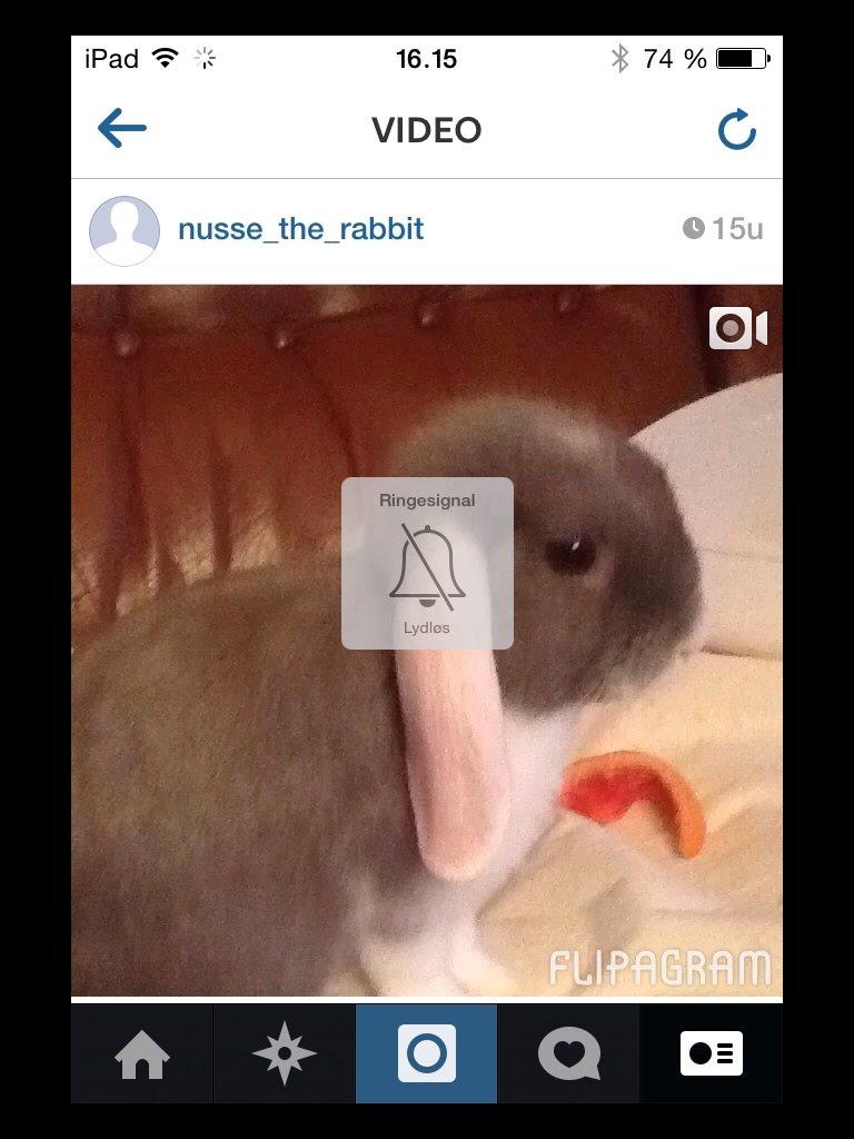 Kanin Nusse billede 16