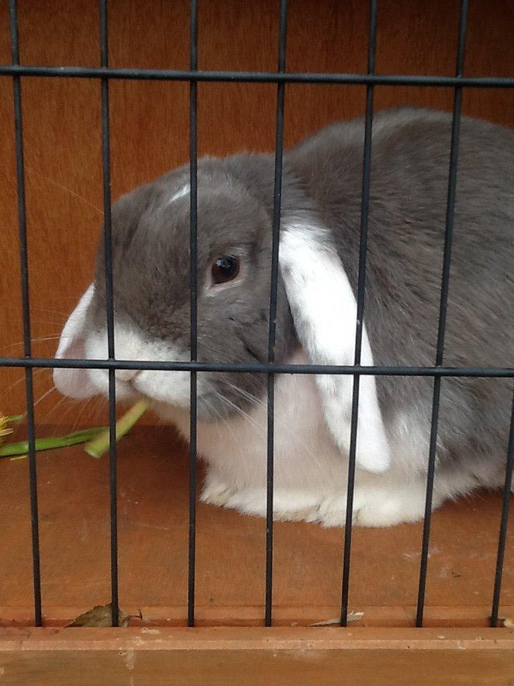 Kanin Nusse billede 17