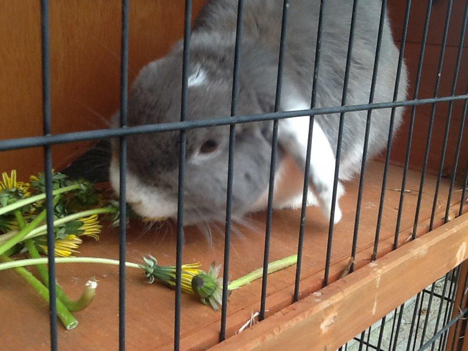 Kanin Nusse billede 18