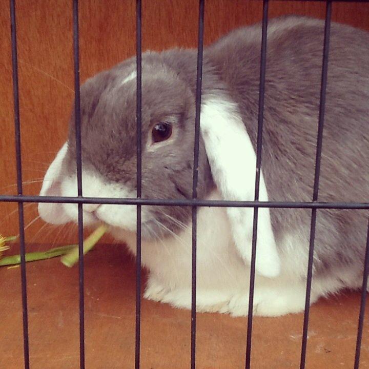 Kanin Nusse billede 19