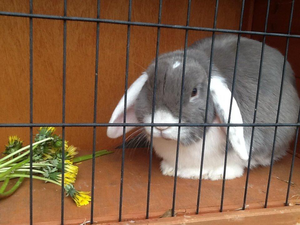 Kanin Nusse billede 20