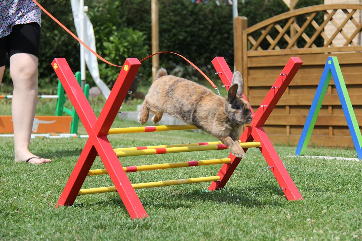 Kanin MaPos Little Beauty Sunshine billede 18