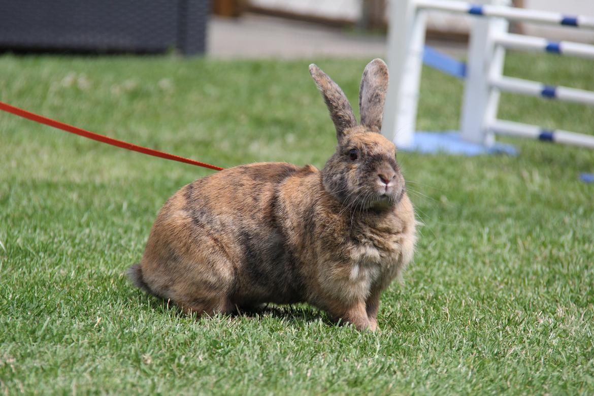 Kanin MaPos Little Beauty Sunshine billede 1