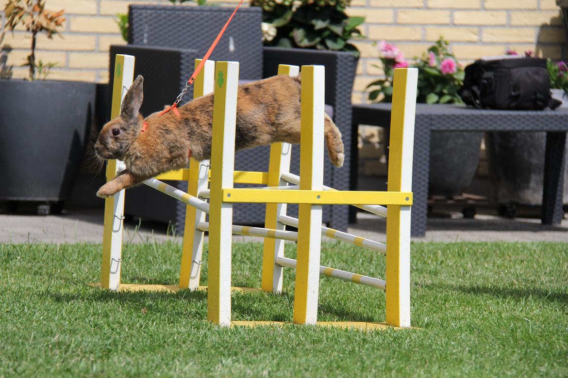 Kanin MaPos Little Beauty Sunshine billede 21