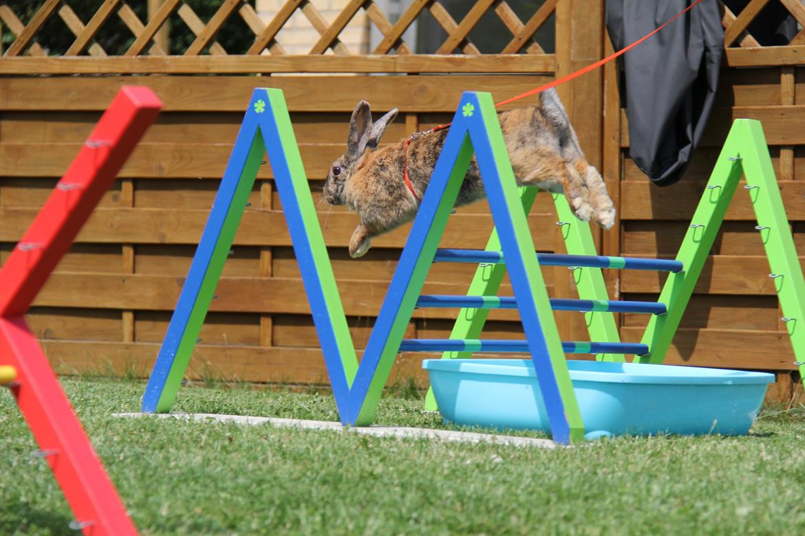 Kanin MaPos Little Beauty Sunshine billede 22