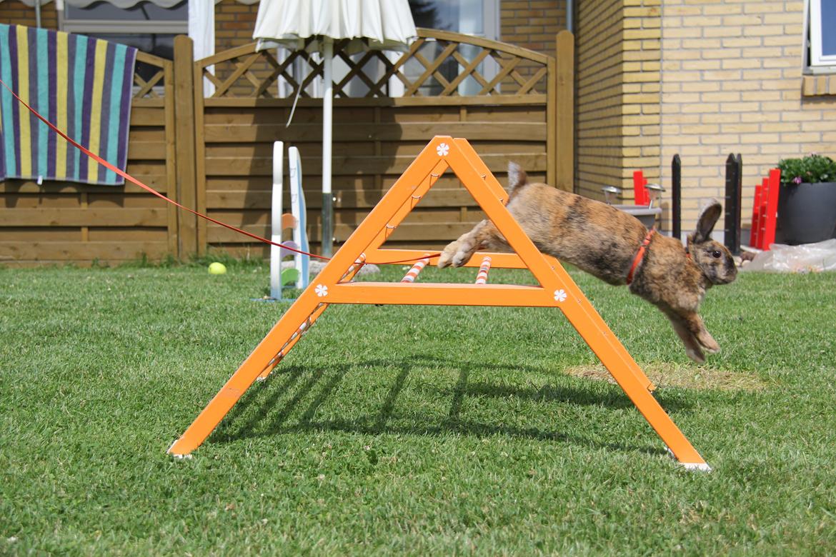 Kanin MaPos Little Beauty Sunshine billede 20