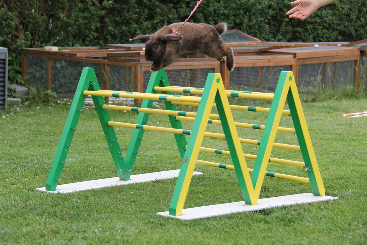 Kanin CAs Arecurius Midir billede 9