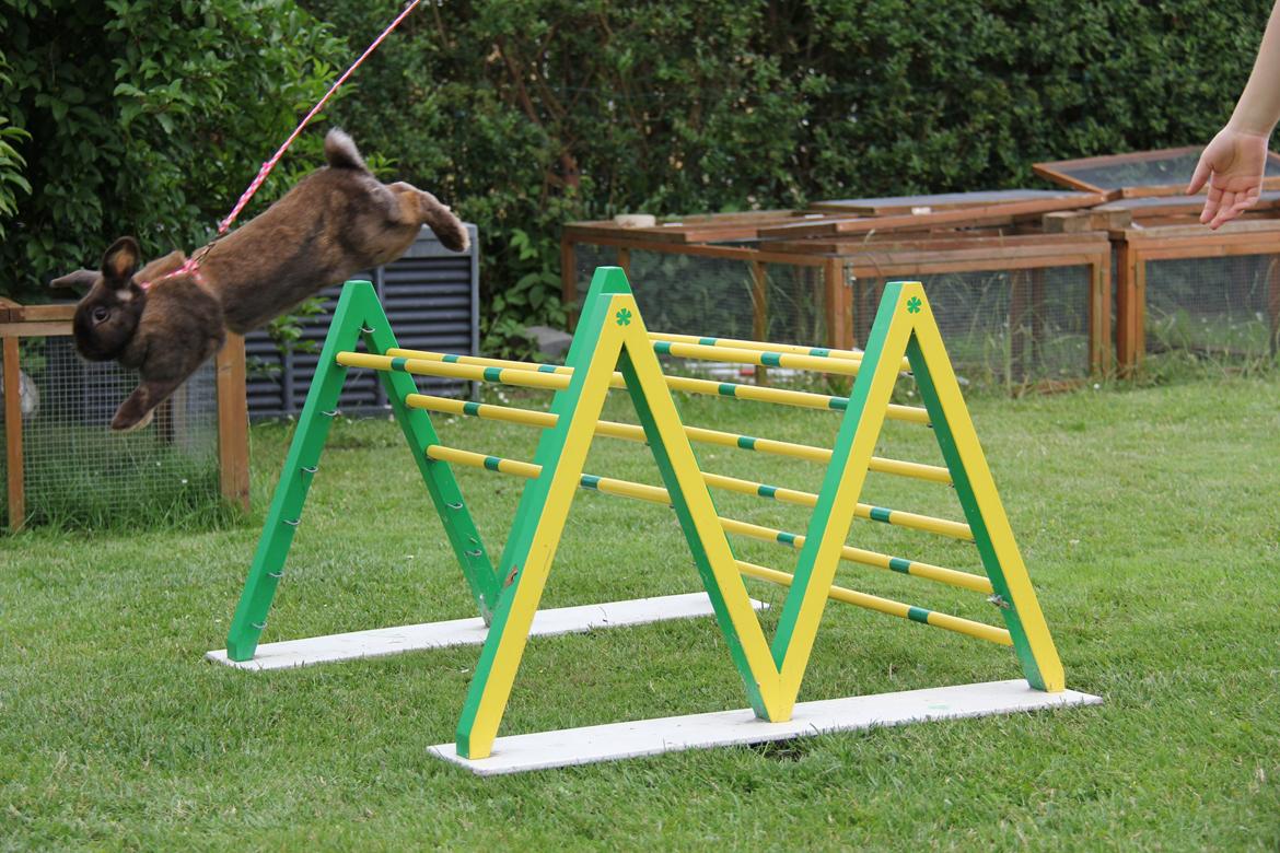 Kanin CAs Arecurius Midir billede 11