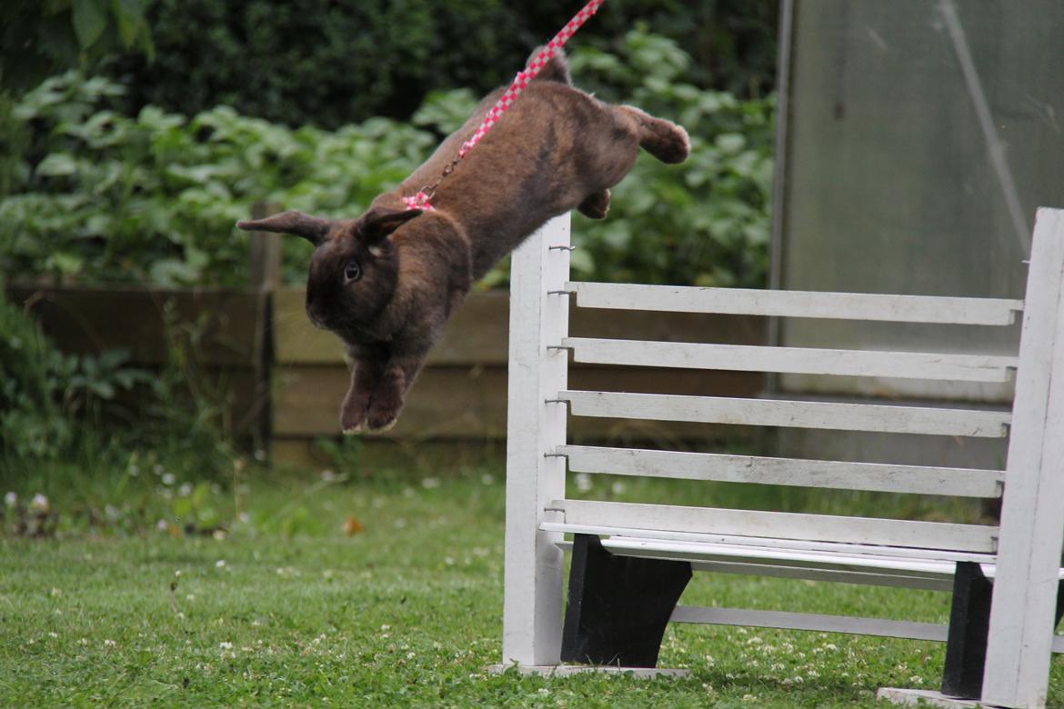 Kanin CAs Arecurius Midir billede 12