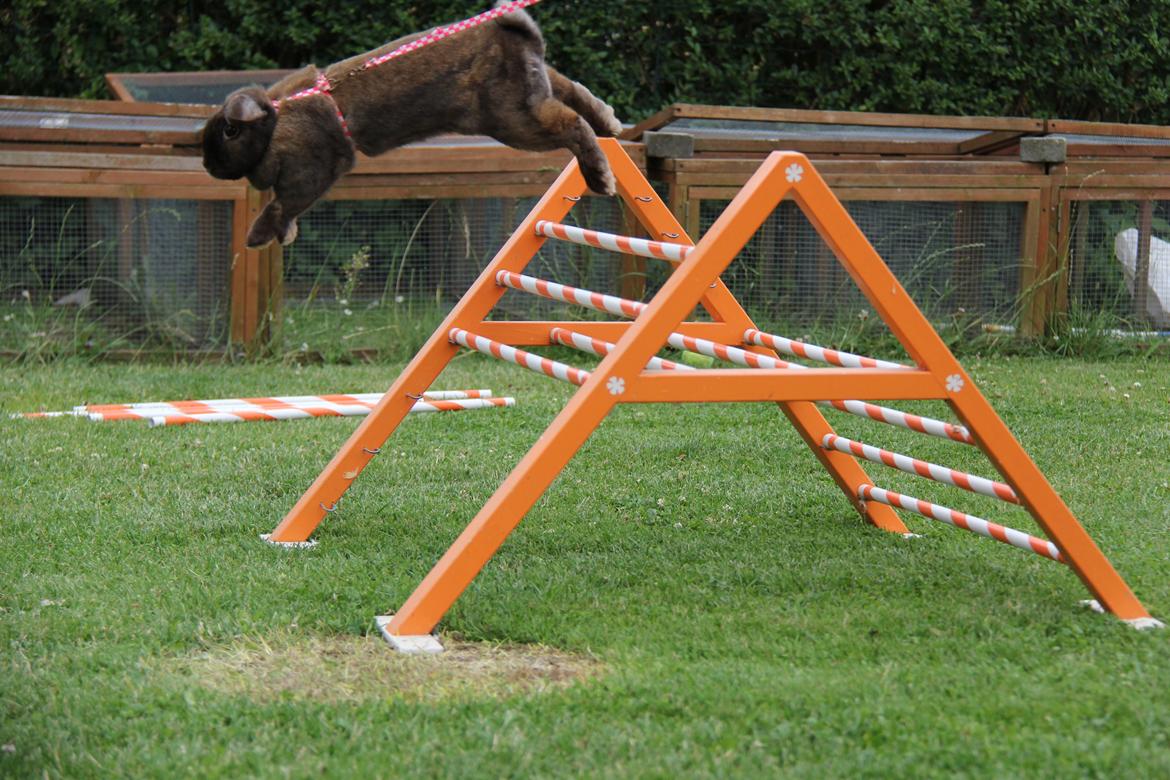 Kanin CAs Arecurius Midir billede 13