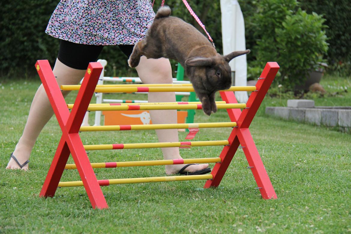 Kanin CAs Arecurius Midir billede 10