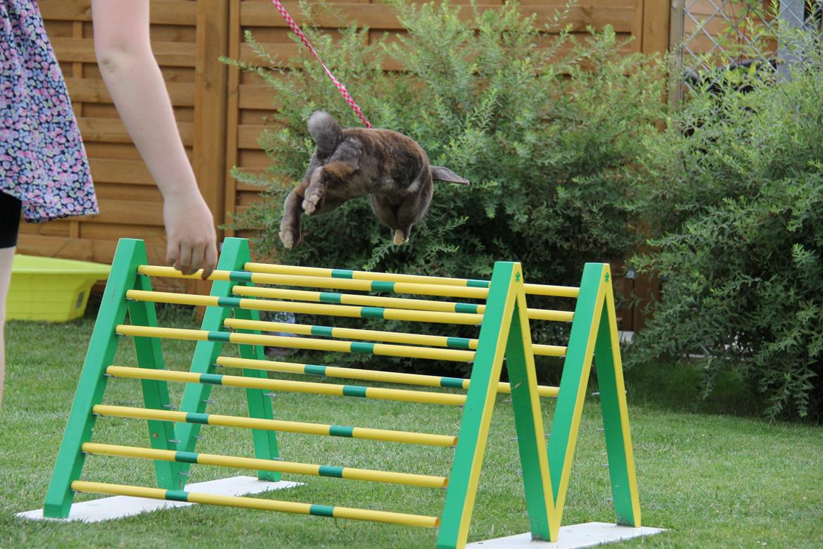 Kanin CAs Arecurius Midir billede 15