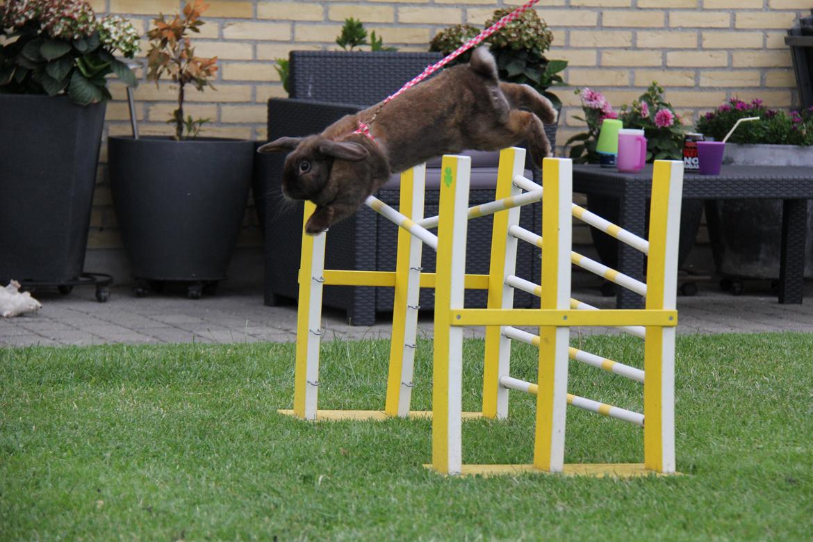 Kanin CAs Arecurius Midir billede 16