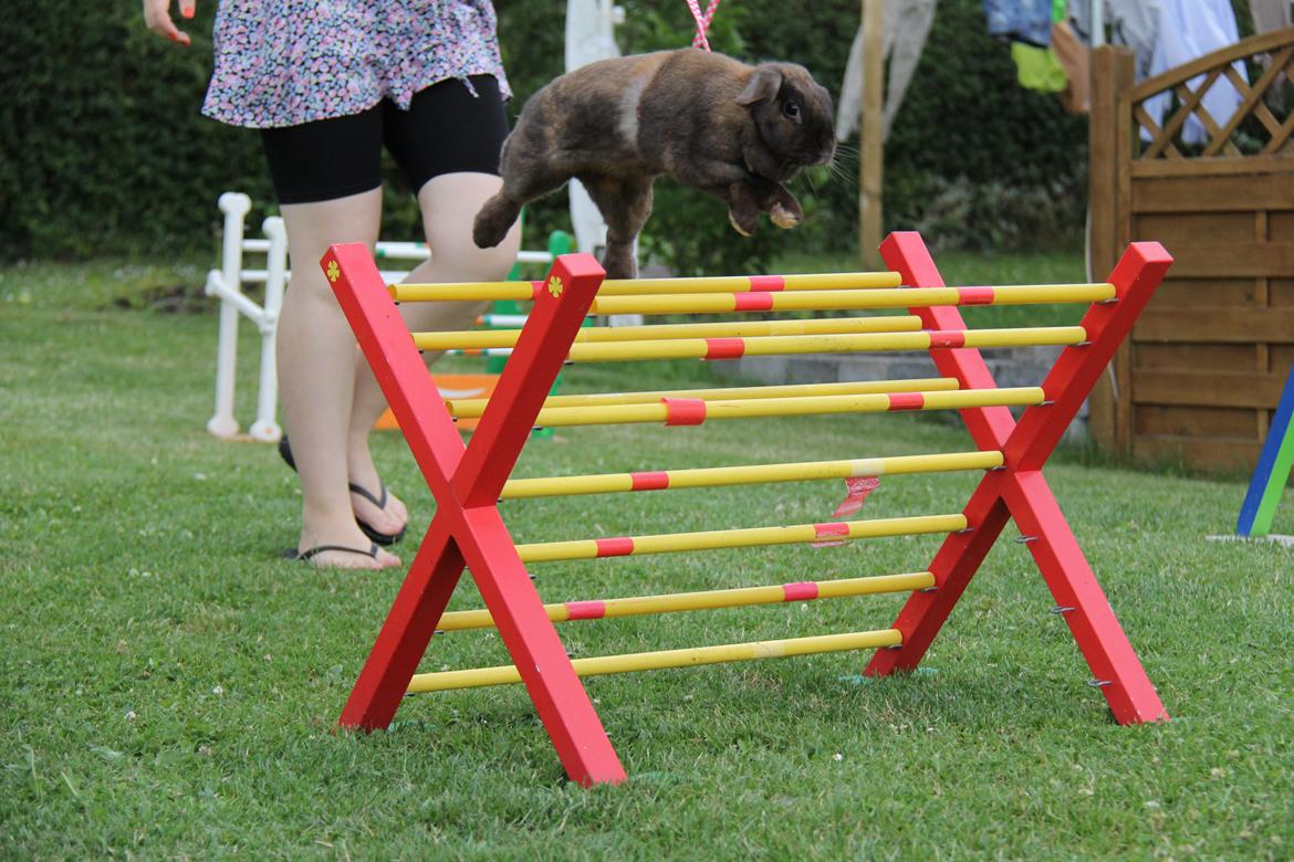 Kanin CAs Arecurius Midir billede 17