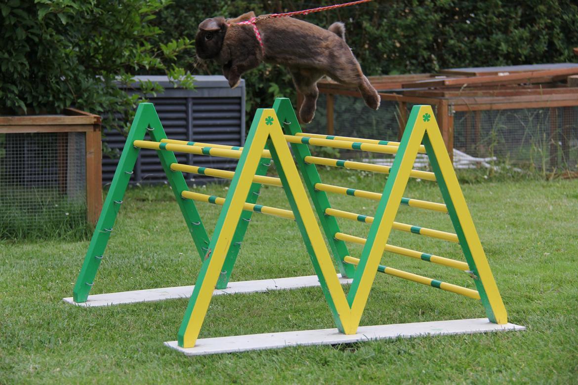 Kanin CAs Arecurius Midir billede 14